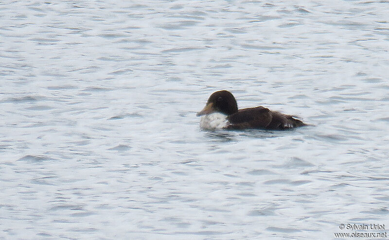 Eider à tête grise mâle subadulte