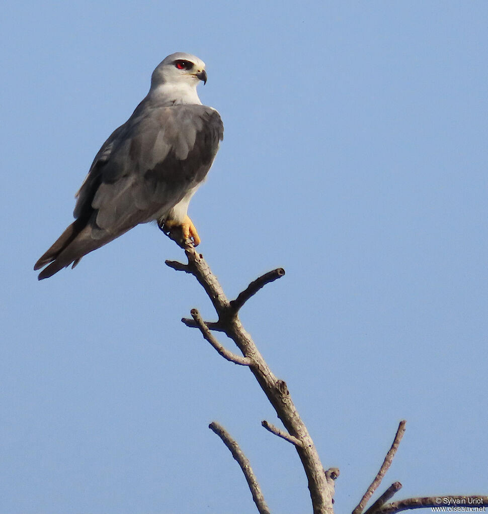 Black-winged Kiteadult
