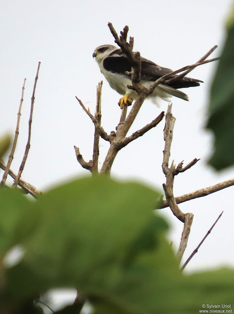 Black-winged Kiteimmature