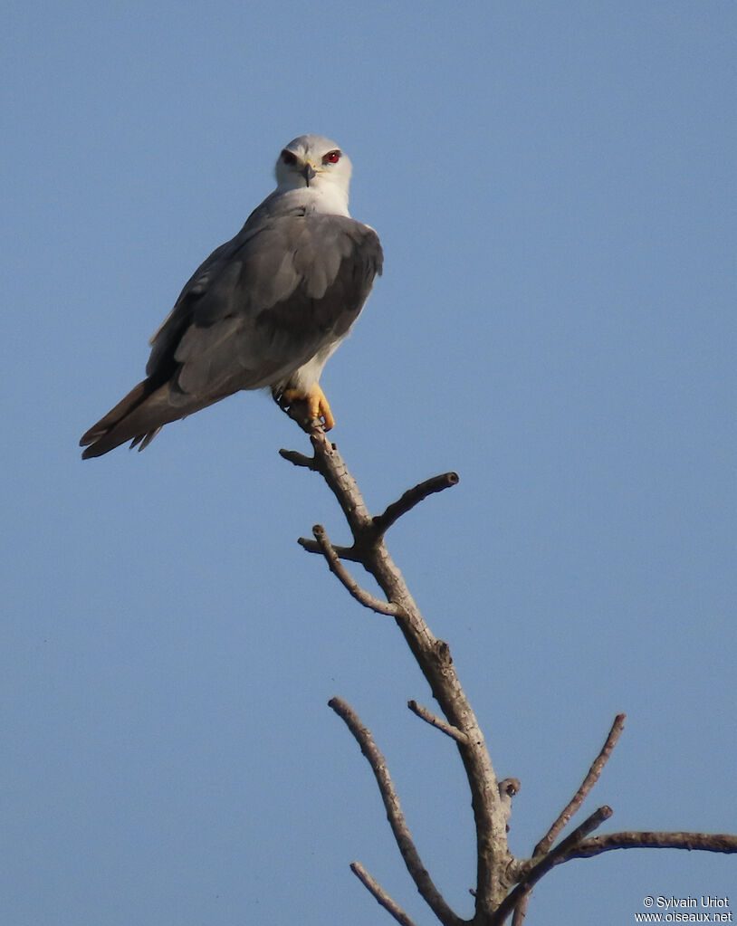 Black-winged Kiteadult