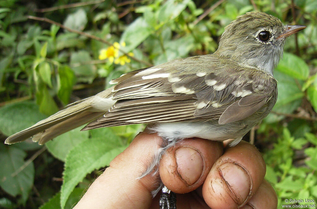 Élénie à bec courtadulte