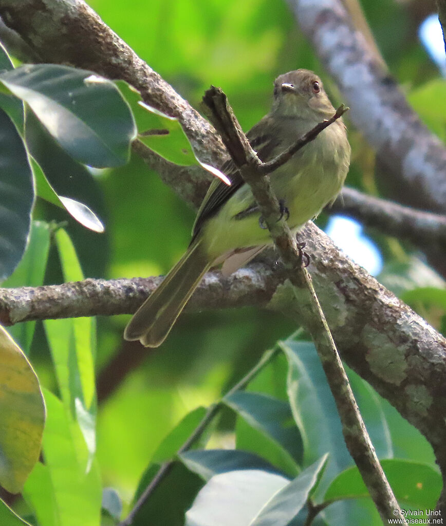 Élénie à couronne d'oradulte