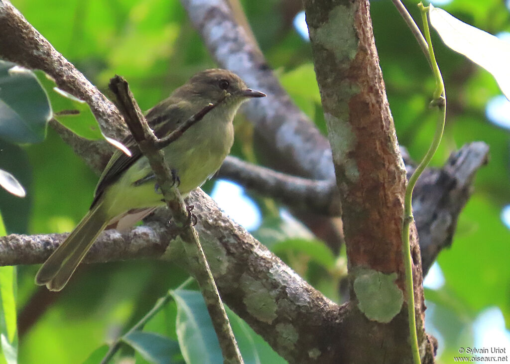 Élénie à couronne d'oradulte