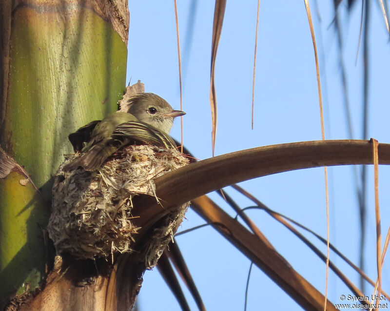 Yellow-bellied Elaeniaadult, Reproduction-nesting