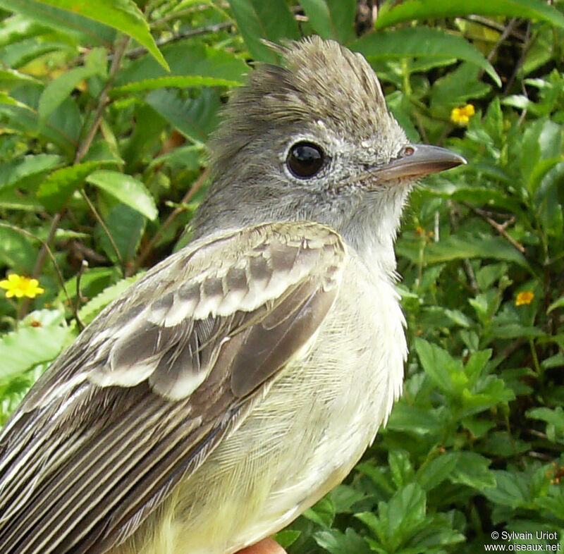 Yellow-bellied Elaenia