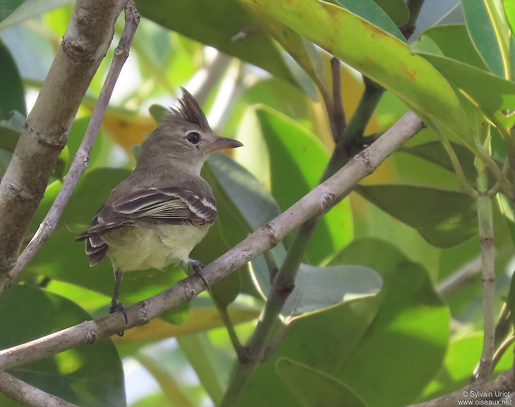 Élénie huppéeadulte