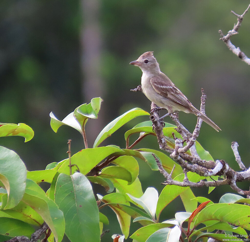 Élénie huppéeadulte
