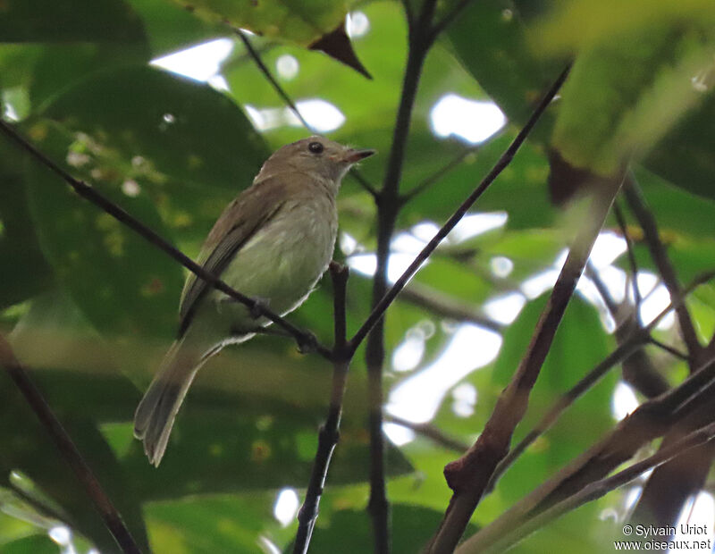 Greenish Elaenia