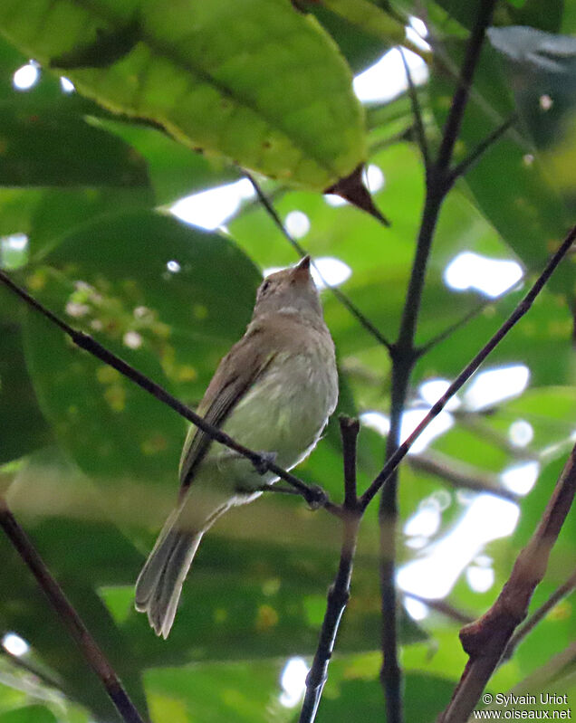 Greenish Elaenia