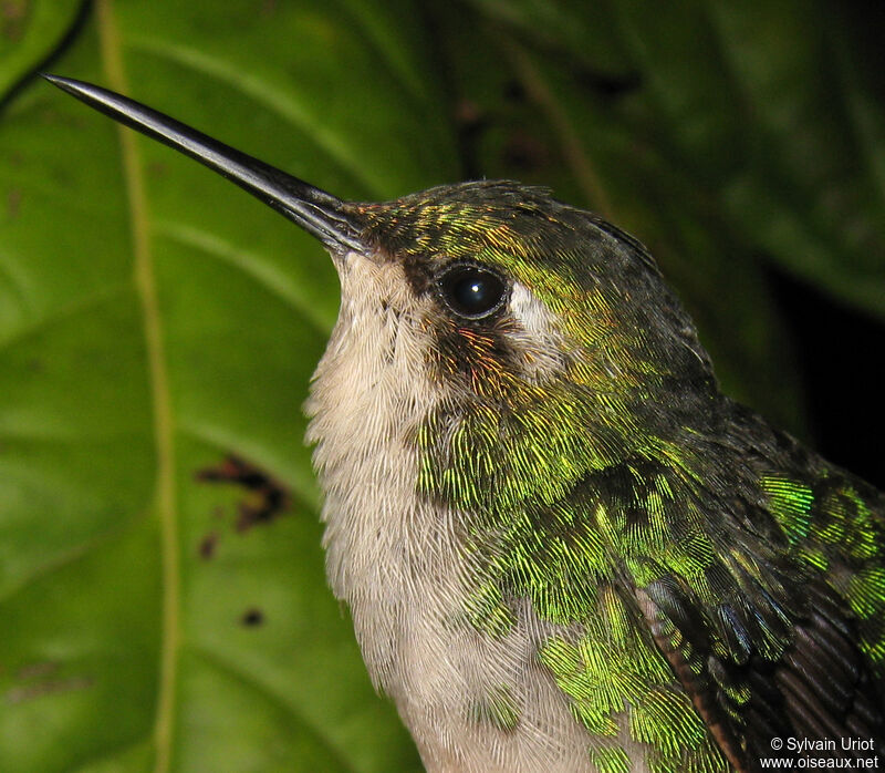 Blue-tailed Emerald female adult