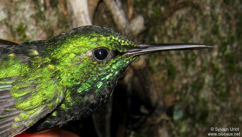 Blue-tailed Emerald male adult