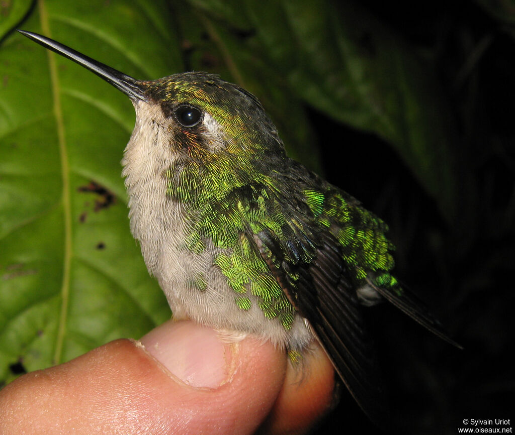 Blue-tailed Emerald female adult