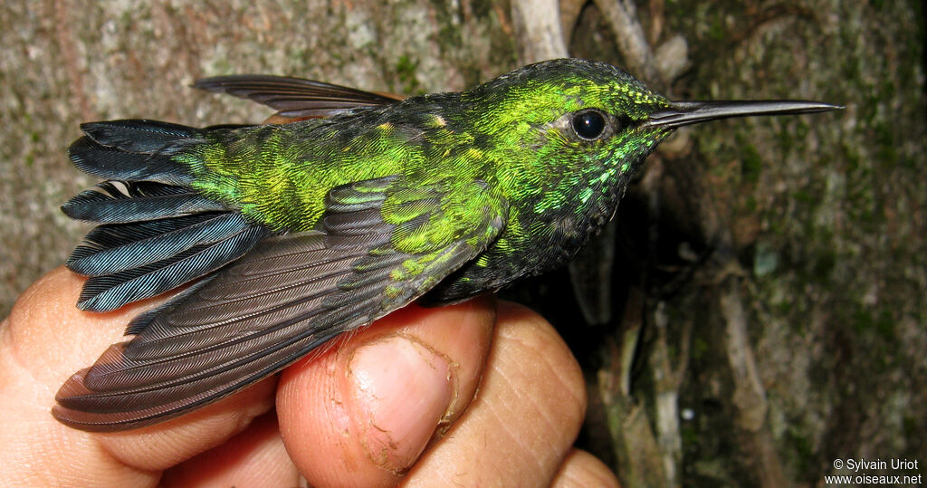 Blue-tailed Emerald male adult