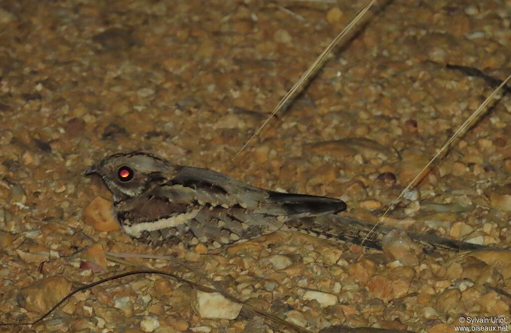 Long-tailed Nightjar male adult