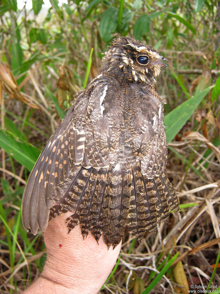 Engoulevent à queue étoilée femelle adulte