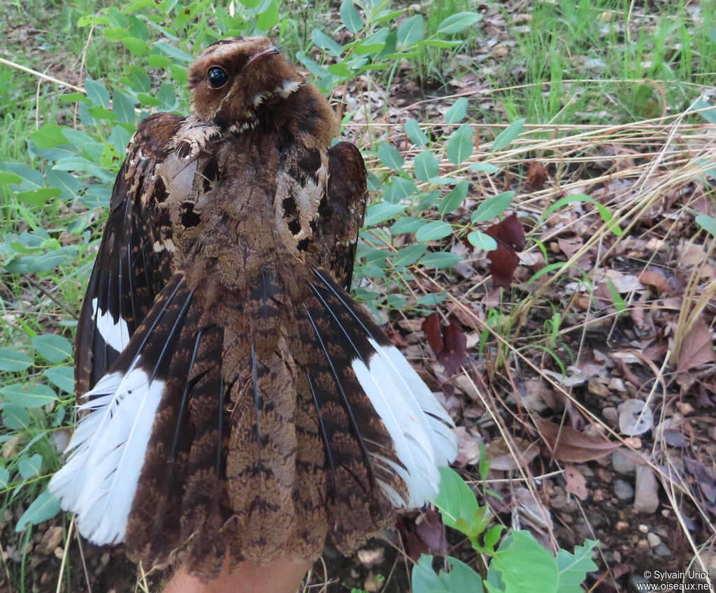 Fiery-necked Nightjar male adult