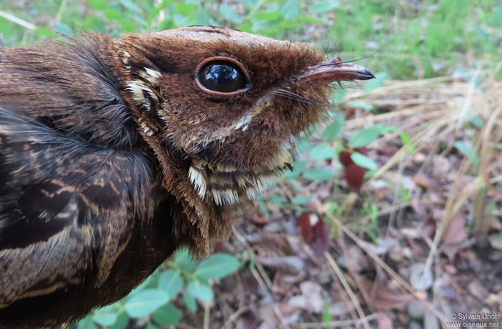 Fiery-necked Nightjar male adult