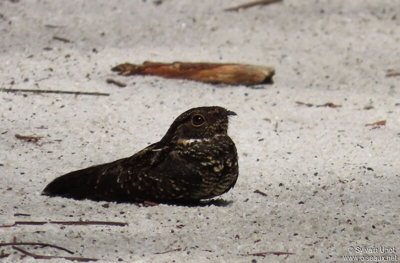 Blackish Nightjar male adult