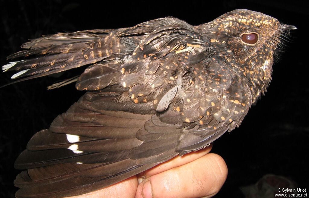 Engoulevent noirâtre mâle adulte