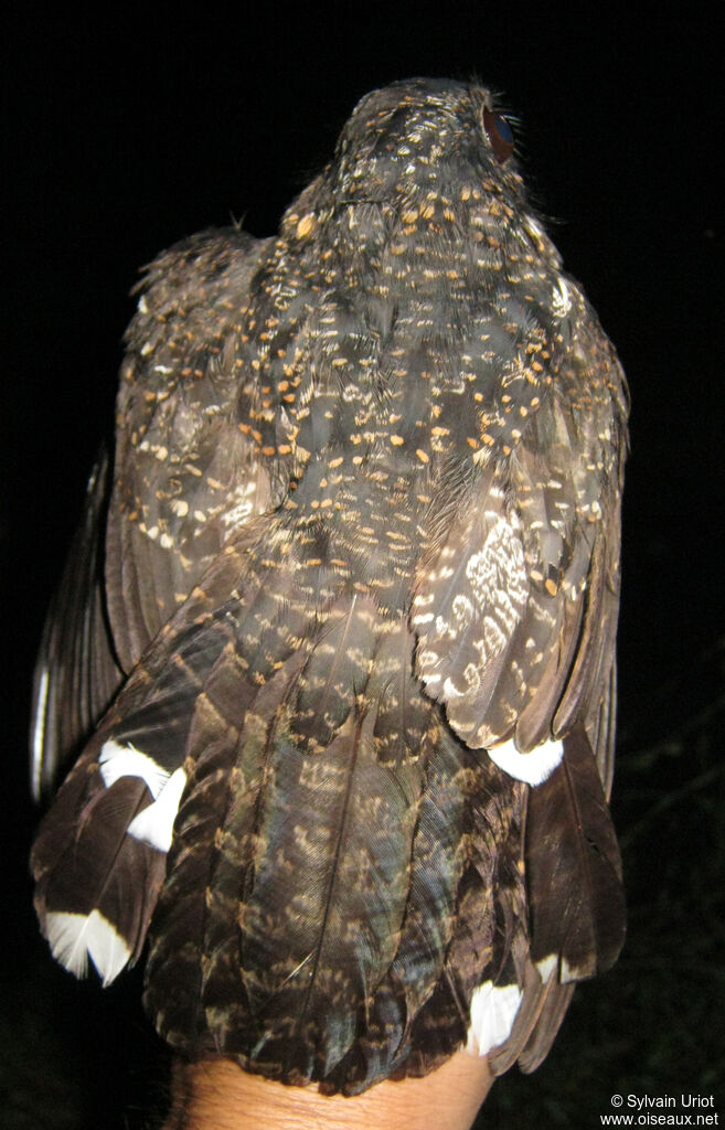 Engoulevent noirâtre mâle adulte