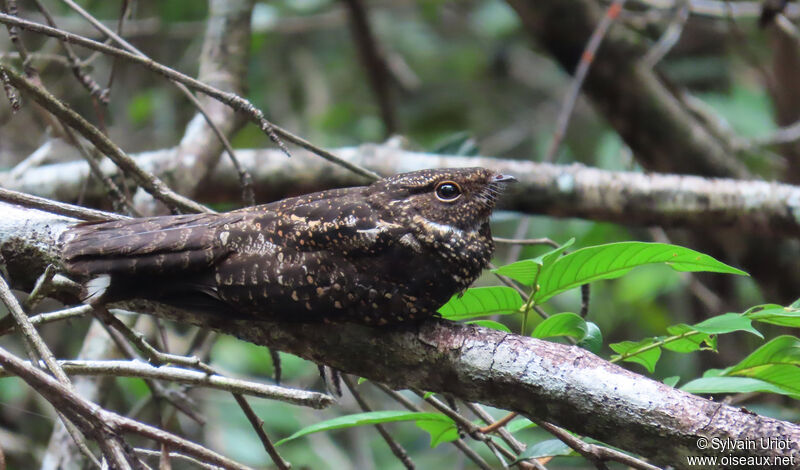 Blackish Nightjar male adult