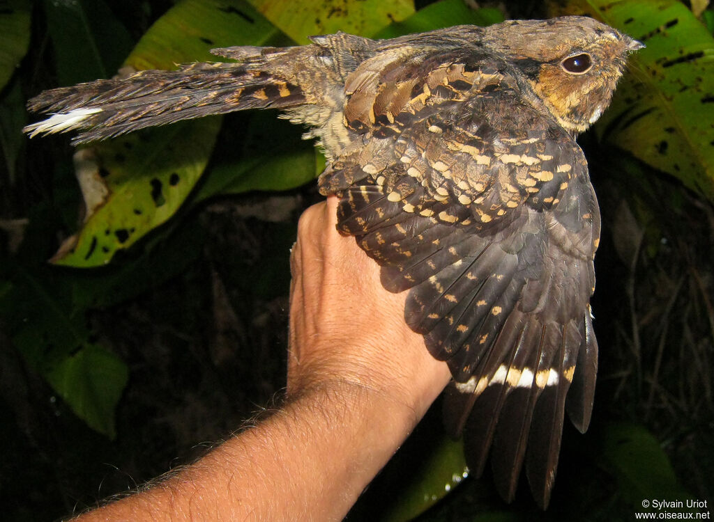 Engoulevent pauraqué femelle adulte