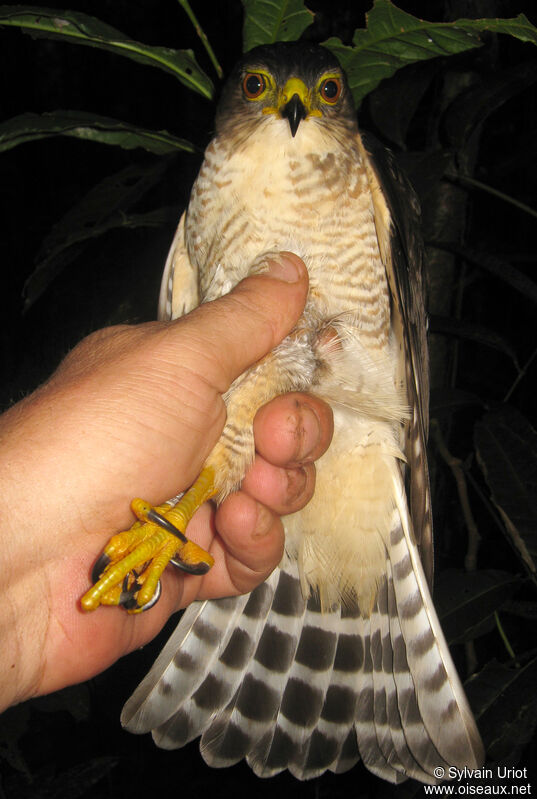 Tiny Hawk female immature