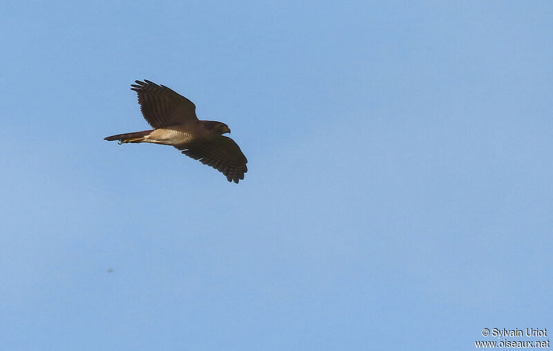 Tiny Hawk female adult