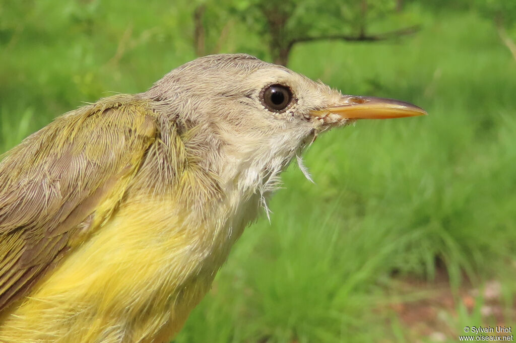 Senegal Eremomelaadult