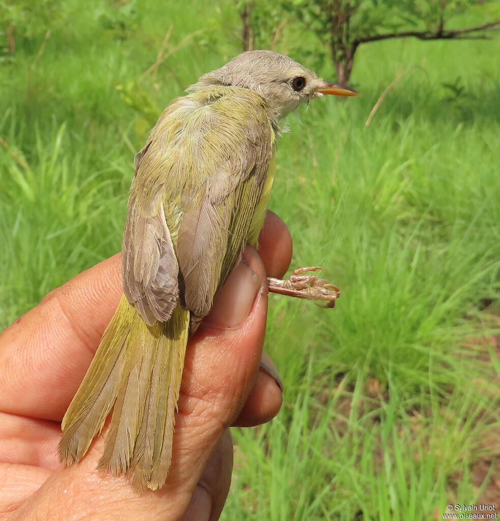 Senegal Eremomelaadult
