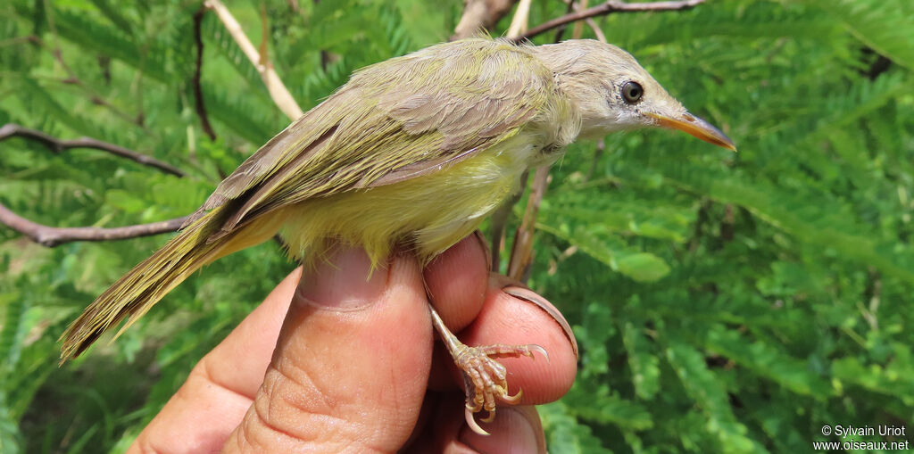 Senegal Eremomelaadult