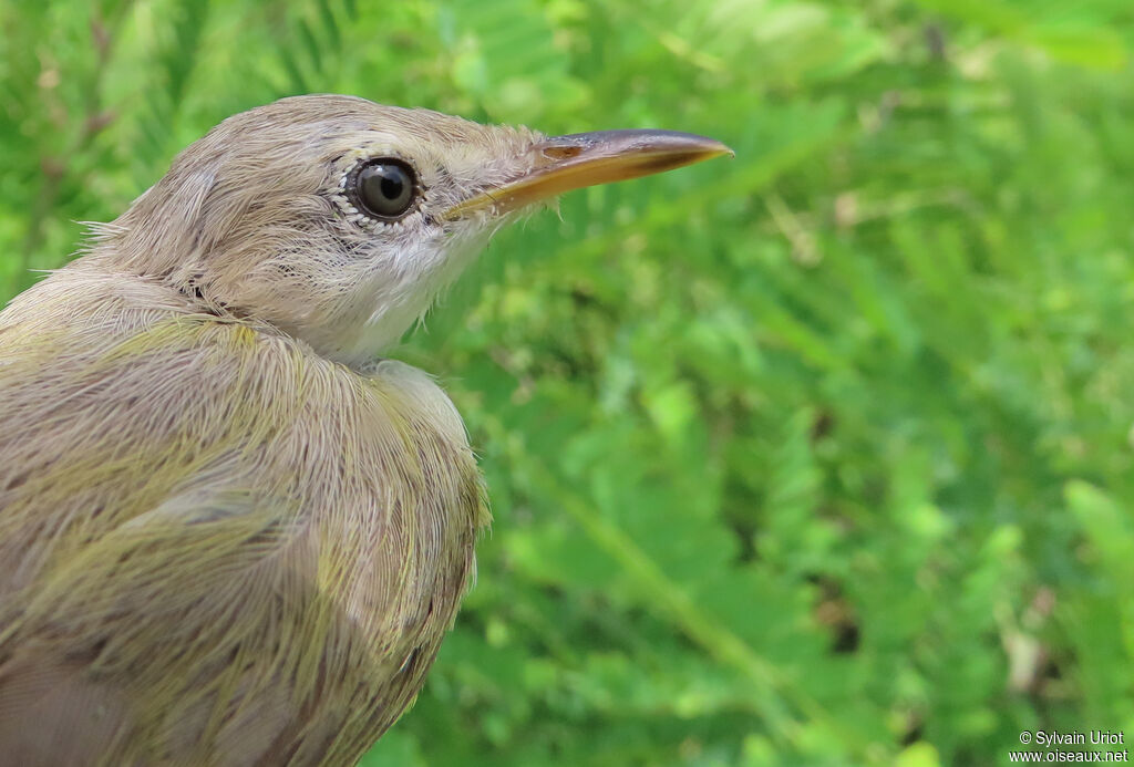 Senegal Eremomelaadult