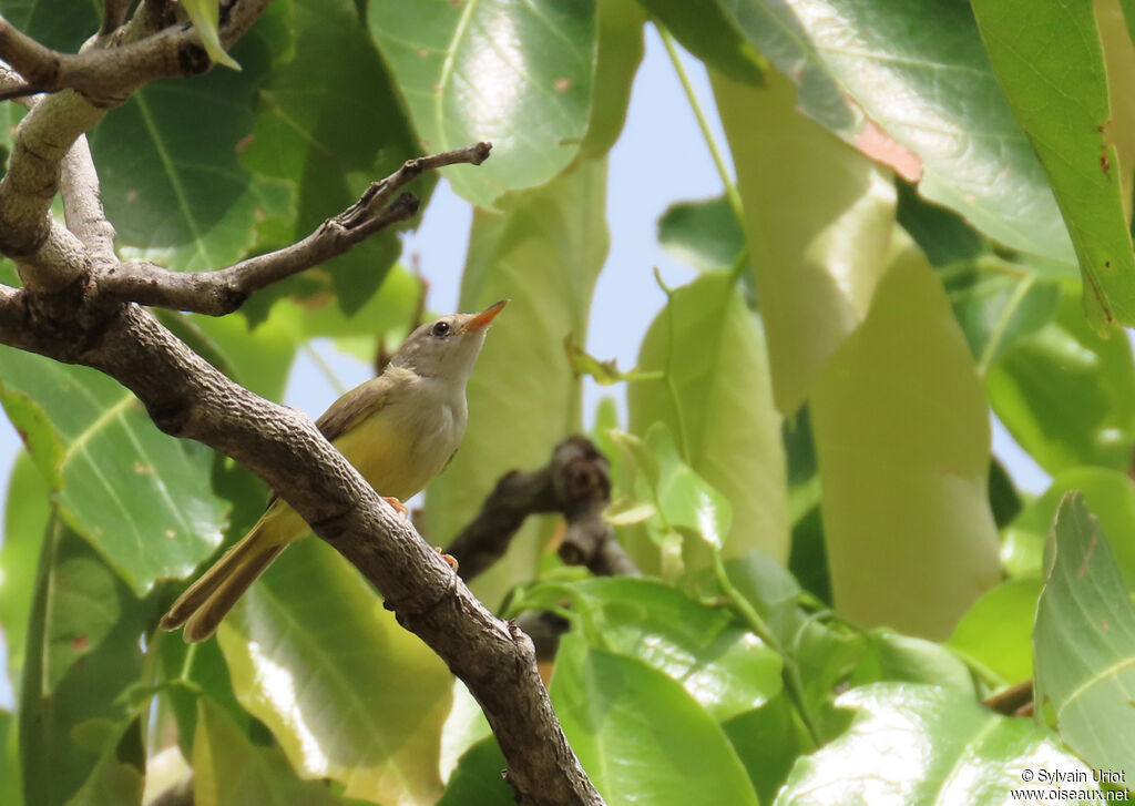 Senegal Eremomelaadult