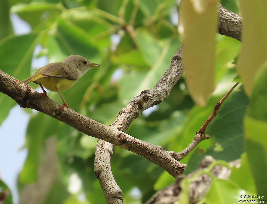 Senegal Eremomelaadult