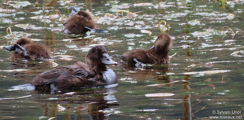 Andean Duck female adult