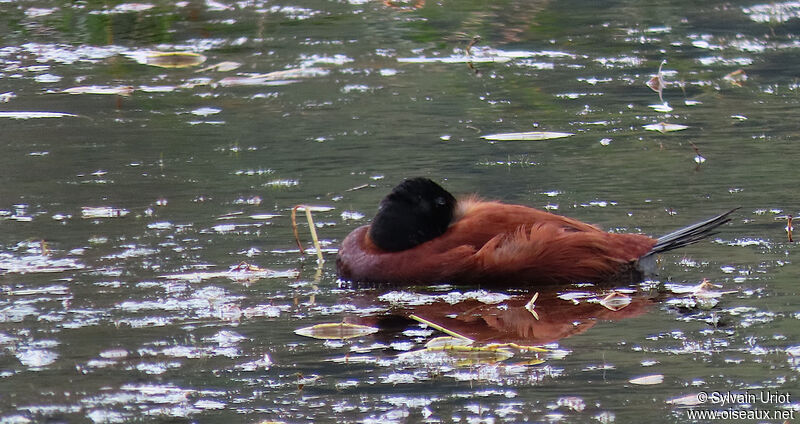 Andean Duck male adult