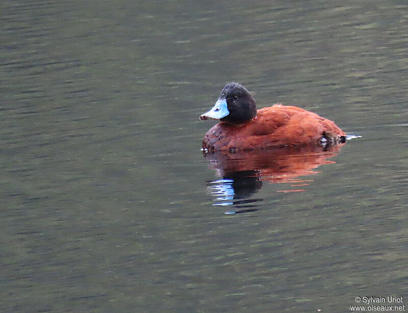 Andean Duck male adult