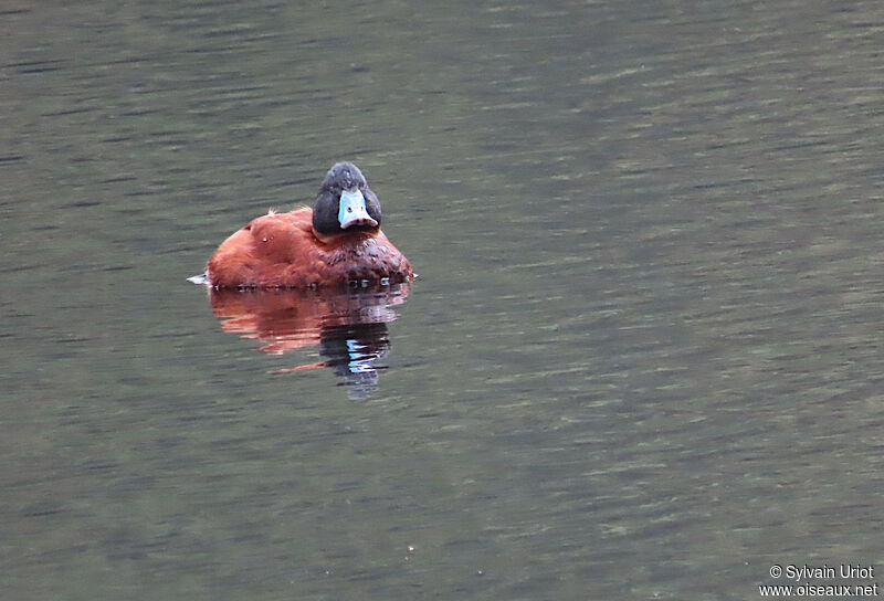 Andean Duck male adult