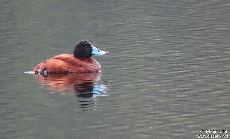 Andean Duck male adult