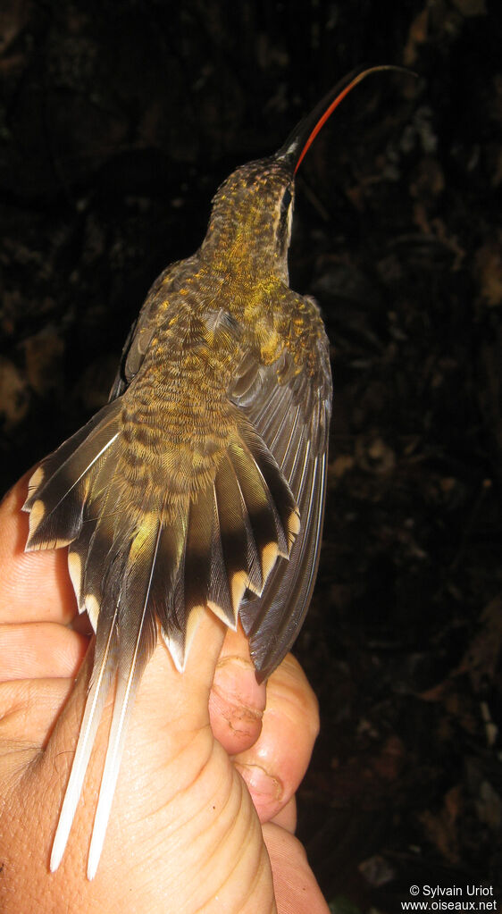 Ermite à long becadulte