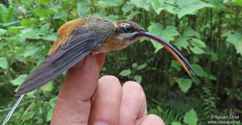 Tawny-bellied Hermitadult