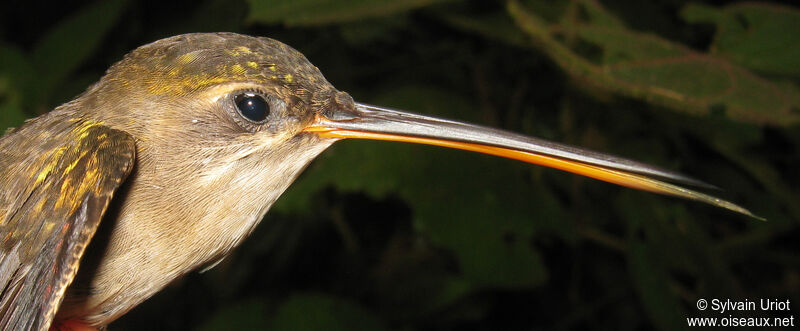 Straight-billed Hermitadult