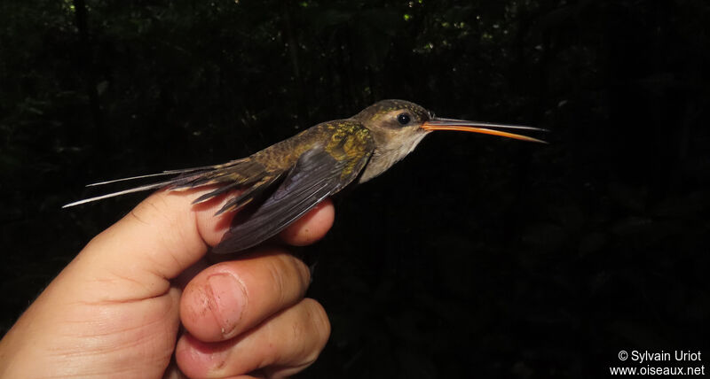 Straight-billed Hermitadult