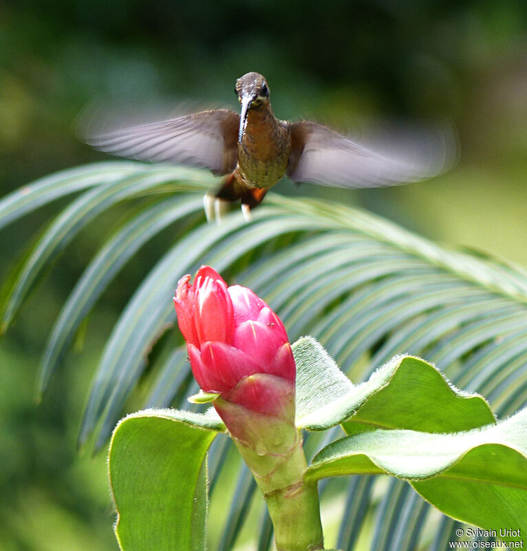 Rufous-breasted Hermitsubadult