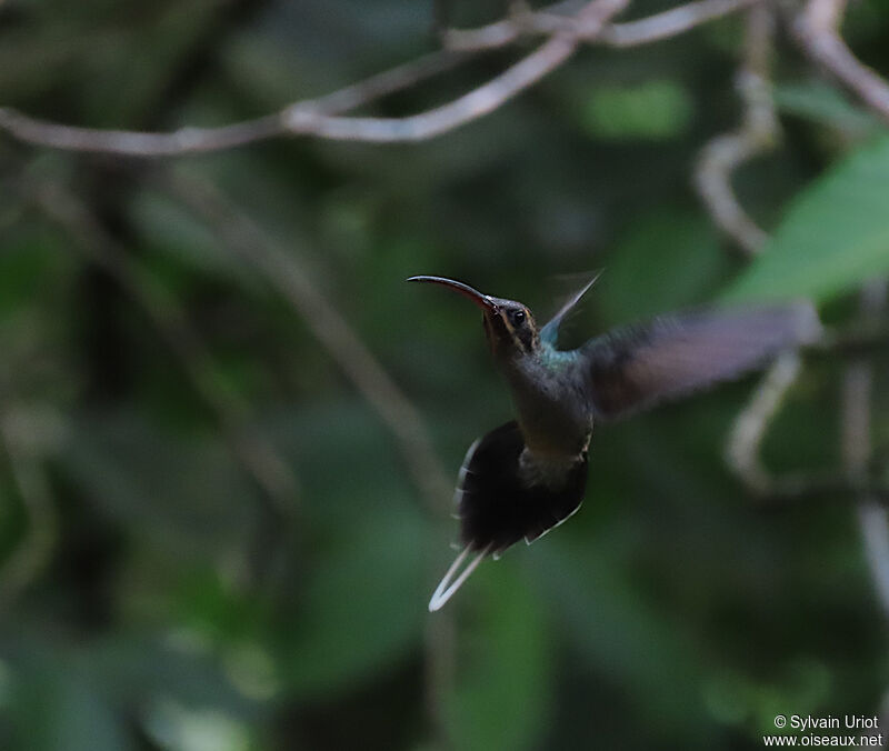 Green Hermit