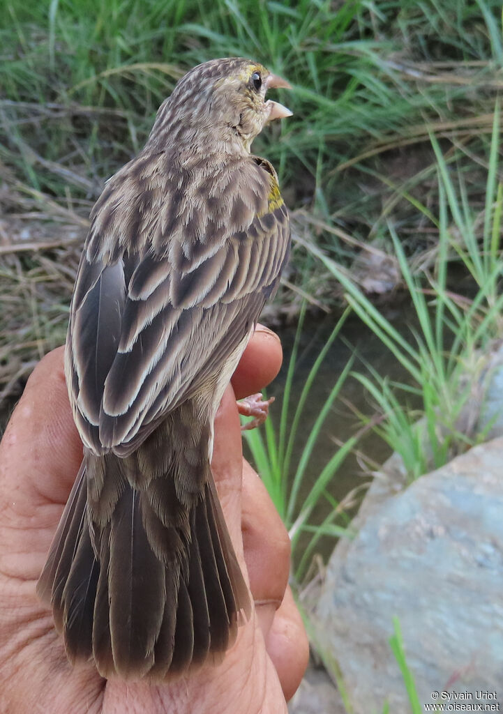 Yellow-mantled Widowbirdadult post breeding