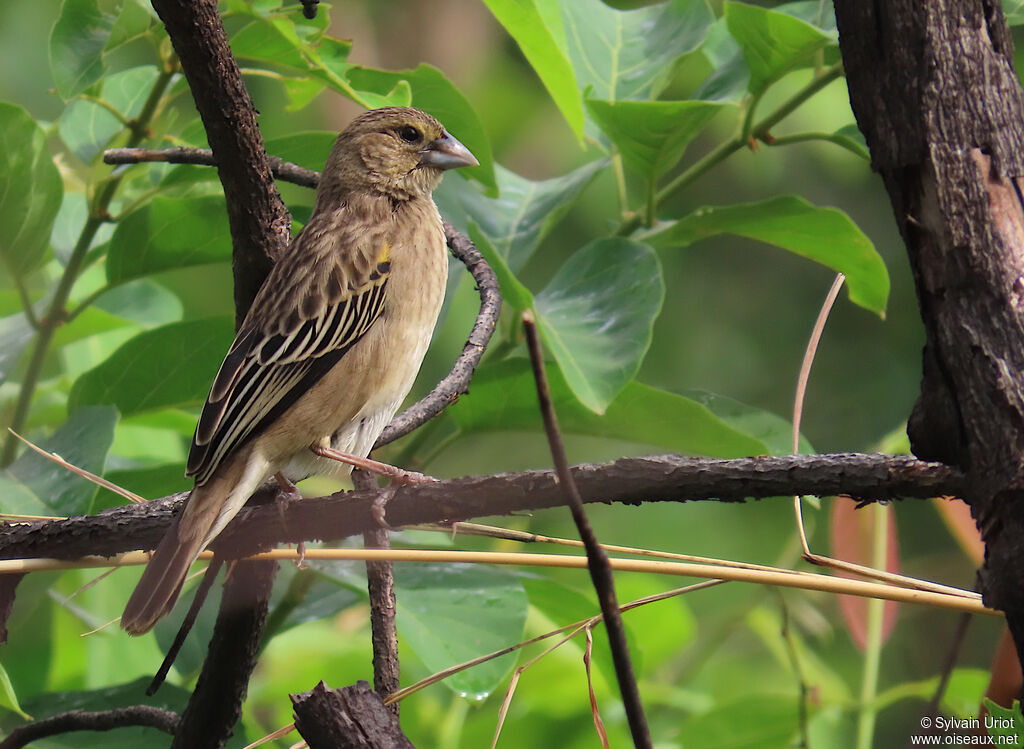Yellow-mantled Widowbirdadult post breeding