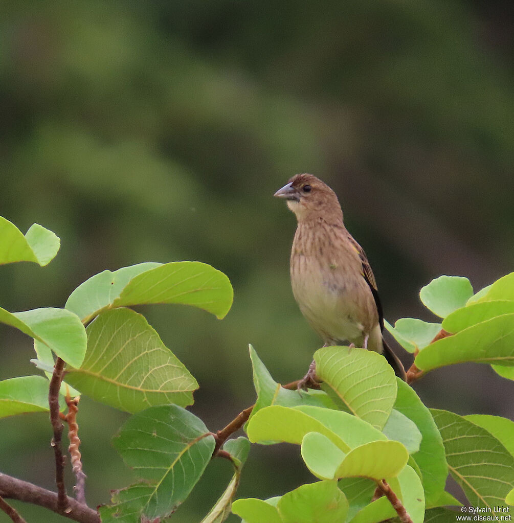 Yellow-mantled Widowbirdadult post breeding