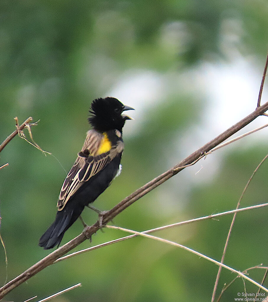 Yellow-mantled Widowbird male adult transition