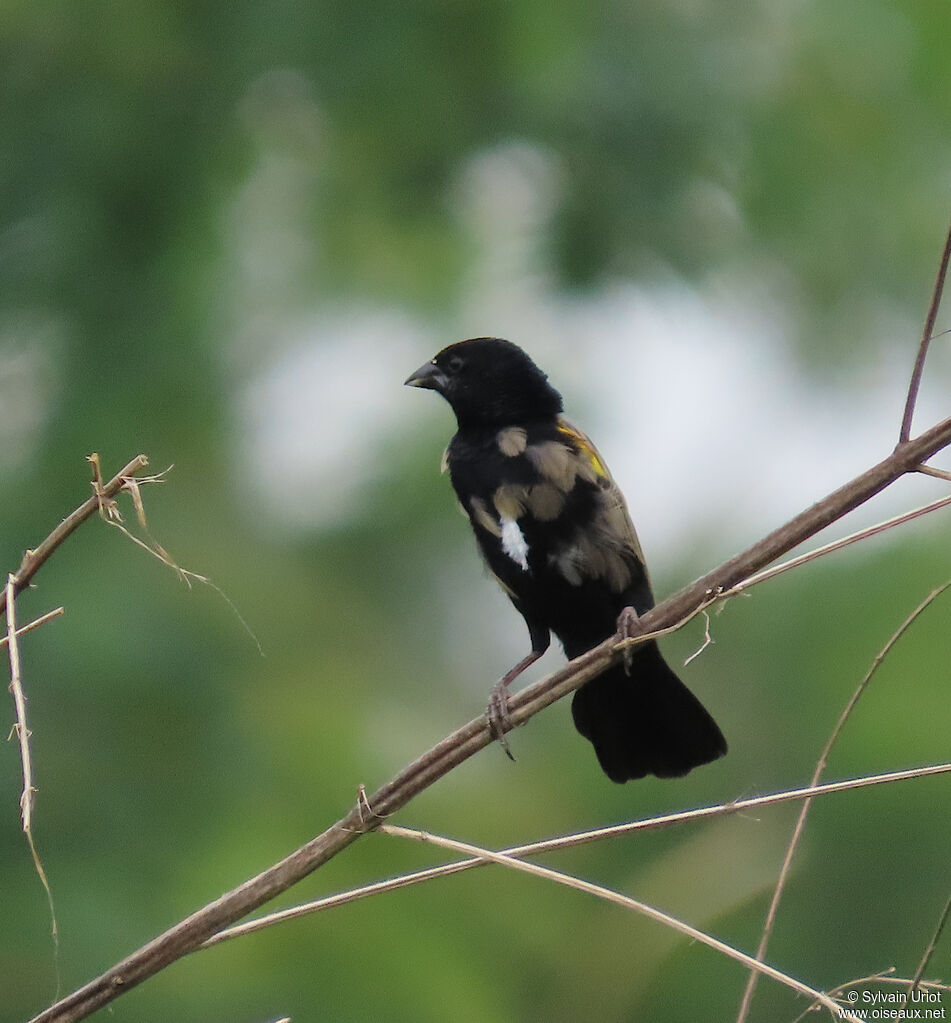 Yellow-mantled Widowbird male adult transition